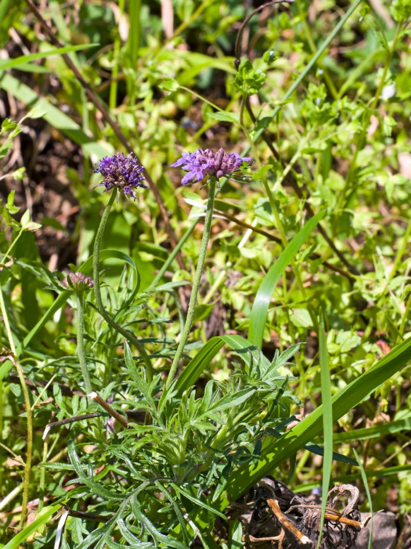 scabiosa?